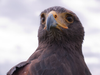 Falcon looks up, the beak is in focus. Sky background