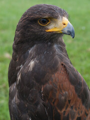 Falcon looking to the left, blurred green background