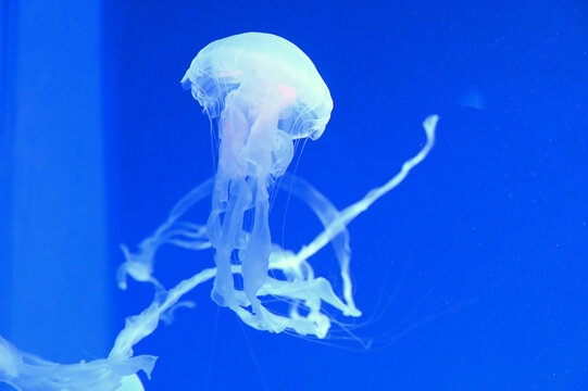 インドネシアンシーネットル の画像 27 件の Stock 写真 ベクターおよびビデオ Adobe Stock