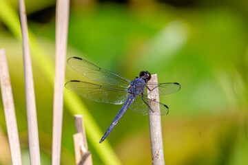 Blue Dragonfly