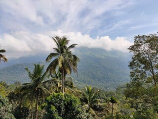 Fototapeta na wymiar Misty hills of Munnar, Kerala