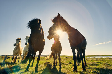 ISL - ICELANDIC HORSE