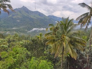 Fototapeta premium Mountain in Munnar, India