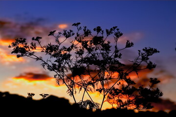 dramatic sunset with elderflower in front