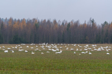 A bevy of swans in a large field in Lapland Finland