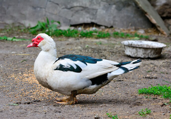 Musky duck, mute swan, drake, close up