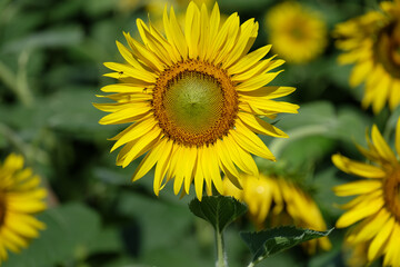 Fototapeta premium The sunflower is blooming with yellow petals surrounded in the garden.