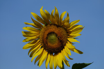 The sunflower is blooming with yellow petals surrounded in the garden.