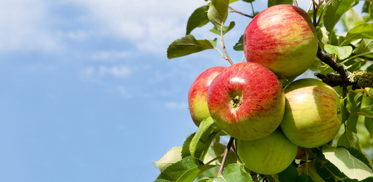 red apples on apple tree, banner, headline
