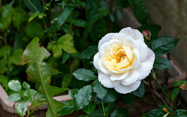pale yellow rose flower in summer cottage garden