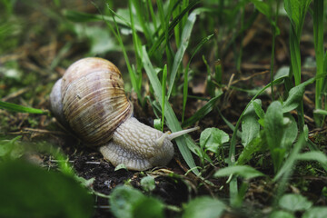 A large snail in a sink crawls on the ground. slowness concept