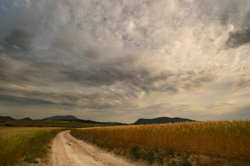 Fototapeta na wymiar Campo cerealista antes de ser cosechado en Los Llanos de Cagitán, Mula-Murcia-España.