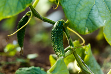 Cucumber gherkin fruit Cucumis Sativus plant hanging on the trellis in summer kitchen garden