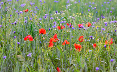 Poppy flowers field. Rural landscape with red wildflowers