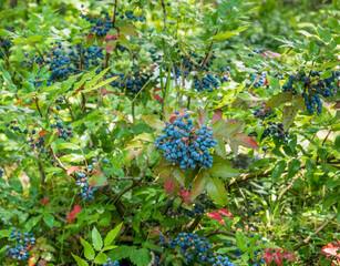 Many wild berries hanging on the branch of the tree.