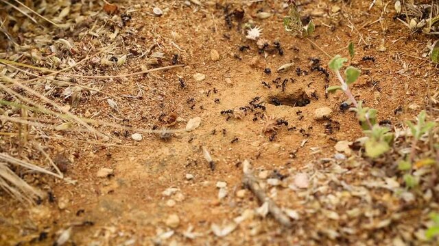 anthill with ants taking dry plants to their cave for storage