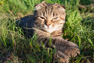 Naklejka na ściany i meble Cute striped kitten sleeping in the green grass. Photo of an animal for printing in a magazine, calendar, on products with products for Pets, picture for a puzzle. Summer background.