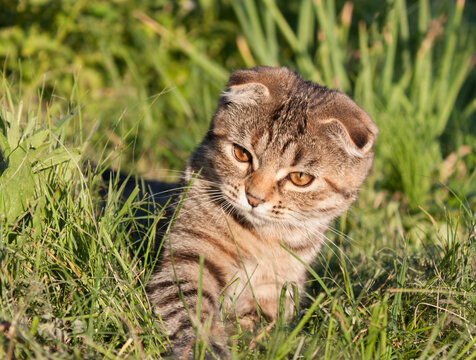 Cute striped kitten playing in the green grass. Photo of an animal for printing in a magazine, calendar, on products with products for Pets, picture for a puzzle. Summer background.
