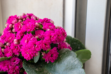 A plant full of small colored flowers, the spring that rejoices with its colors.