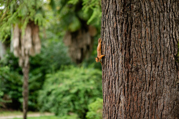Squirrel on a tree eating a nut