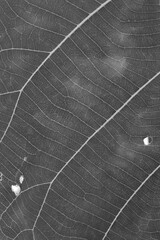 Obraz premium dry black and white leaf texture