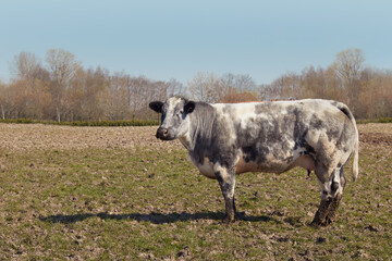 Cow in the meadow against a blue sky