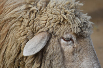 Very Close Up Look at a Shaggy White Sheep