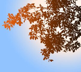 Vector image of silhouette oak tree branches in autumn season