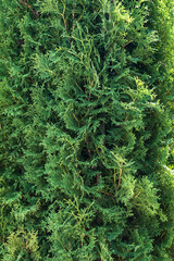 White cedar. Close up. Natural background.