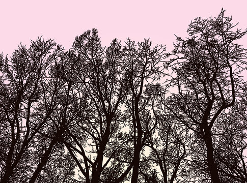 Vector image of silhouettes trees in early morning in springtime