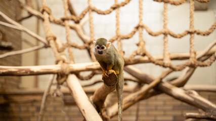 mała małpa w klatce w zoo na kiju - obrazy, fototapety, plakaty
