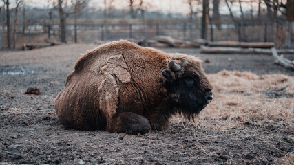 Żubr bawół leży na sianie w klatce w zoo  © tomek