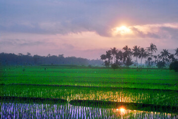 Obraz na płótnie Canvas the morning sun rises in the blue sky above the green rice fields
