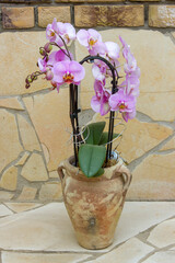 Beautiful pink orchid in a flowerpot - phalaenopsis