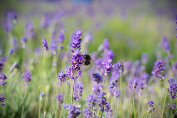Naklejka premium lavender field 