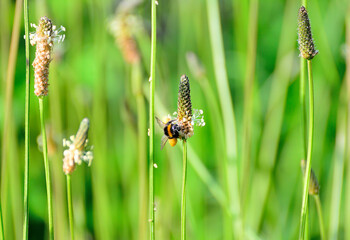 Bumblebee pollinates flowers in the field