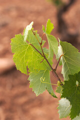 Closeup of a branch with vine leaves in summer