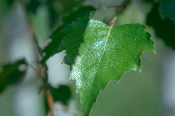 
Green birch leaf  on a background with bokeh effect