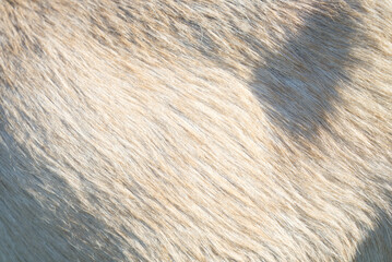 beige goat fur texture, sun and shadow