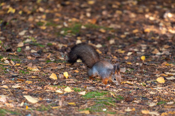 Squirrel searching for food on seurasaari island, finland
