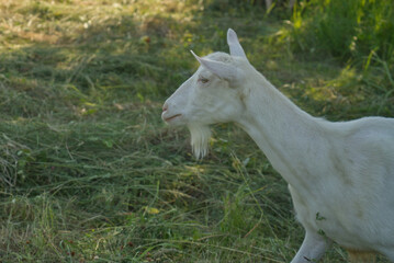 Obraz premium portrait of a white goat in the shade on a meadow