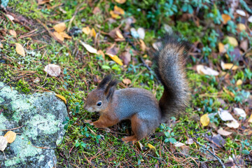 Naklejka na ściany i meble Squirrel searching for food on seurasaari island, finland