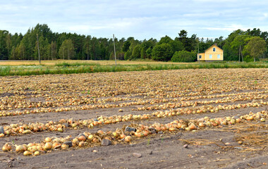 Onion (Allium cepa L.). Harvest in late summer. Aland Islands, Finland