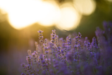 Fototapeta na wymiar Lavender sunset