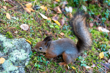 Naklejka na ściany i meble Squirrel searching for food on seurasaari island, finland