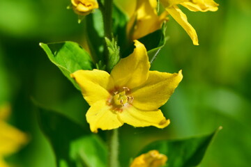 yellow flower in narute of Beskids in Czech republic