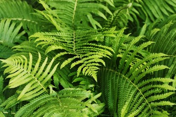 Beautiful green fern in the summer garden 