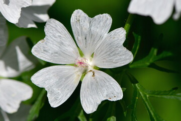 Cerastium tomentosum snow-in-Summer, an herbaceous flowering plant, member of the family Caryophyllaceae