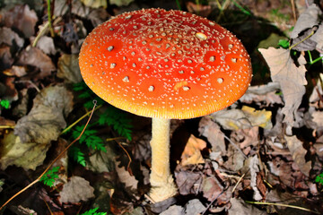 The red and white poisonous toadstool or mushroom called Amanita Muscaria or Fly Agaric