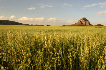 Cultivo de avena antes de ser cosechado. Llanos del Cagitán, Mula, Murcia, España.